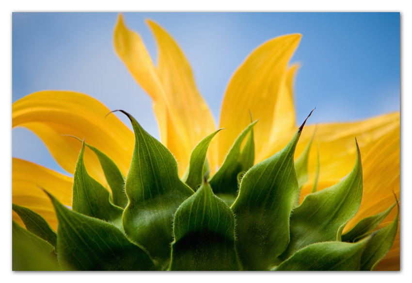 09Stock Close up view of back of Sunflower Flagstaff Arizona