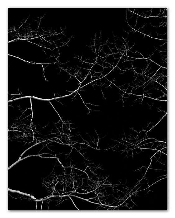 B&WMusings003 Aspen Trees Flagstaff Arizona