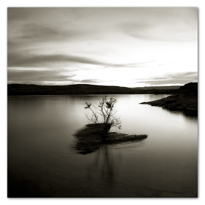 B&WMusings015 Tamarisk Tree and Lake Powell Page Arizona
