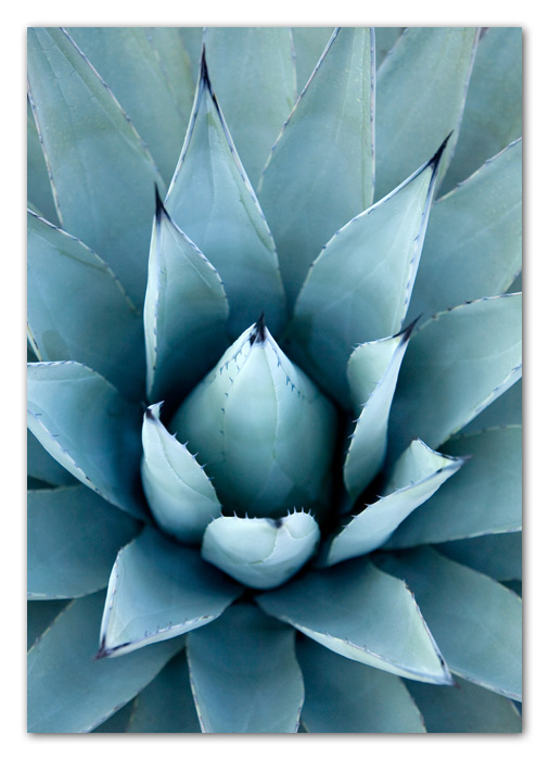 ColorMusings002 Close Up of Agave Cactus Sedona Arizona