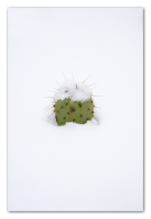 SedonaSnow007.jpg Snow Covered Cactus Sedona Arizona