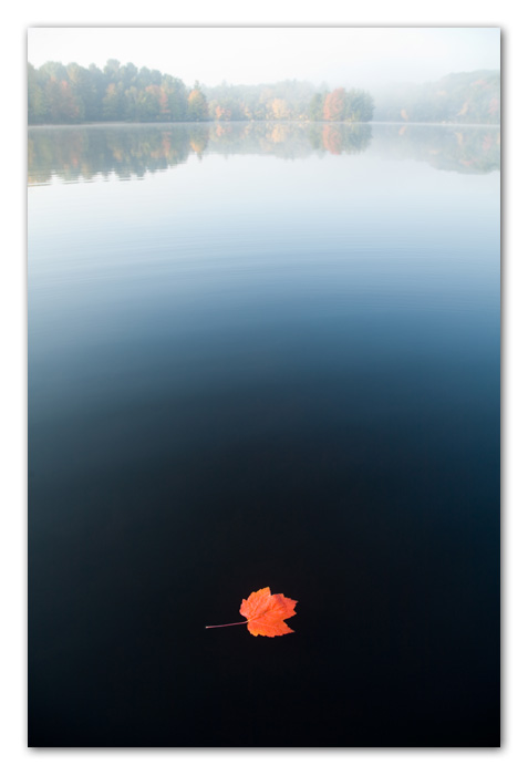 ColorMusings007 Maple Leaf on Lake Water at Dawn Ashburnham Massachusetts
