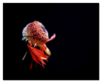 Flowers Flowers 13