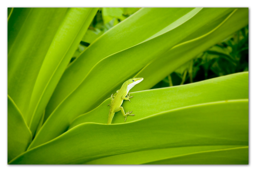 Kauai007 Gekko on tropical plant Kapaa Kauai Hawaii