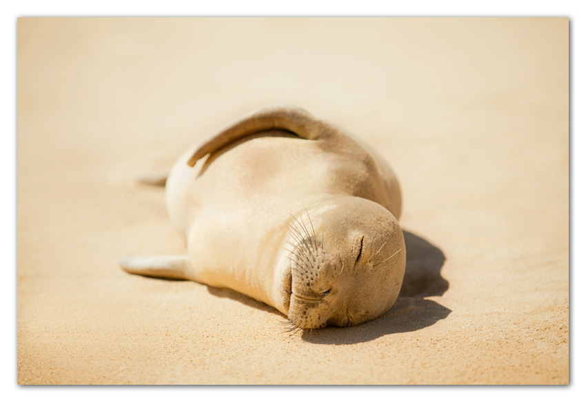 Kauai011 Endangered Hawaiian Monk Seal resting on beach Poipu Beach Kauai Hawaii